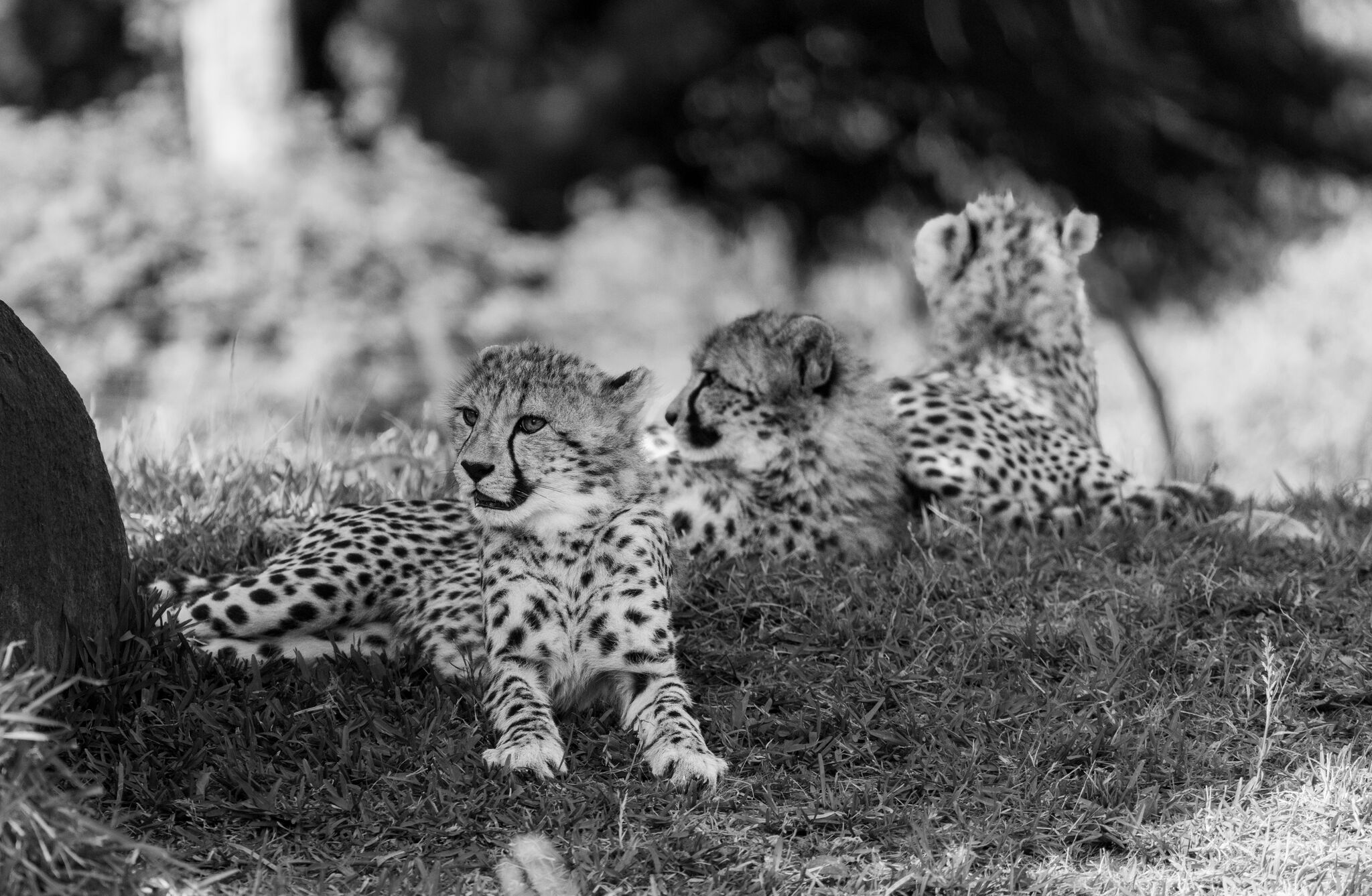 Three cheetah cubs resting in the grass, photographed in black and white